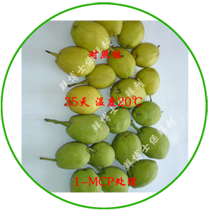 1-MCP處理庫爾勒香梨